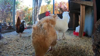 Backyard Chickens Relaxing Chicken Sounds Noises Hens Clucking Roosters Crowing!