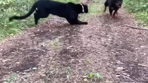 Rottweiler vs black panther