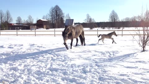 little foal