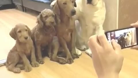 Funny dogs videos clever dog