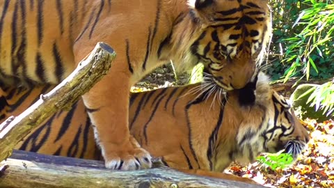 Best Dangerous Tigers 🔥🐅🔥Just Watching