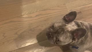 French bulldog