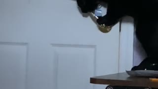 Clever Cat Makes An Escape