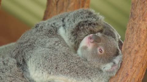 There's something amazing about this koala joey! | Australia Zoo Life