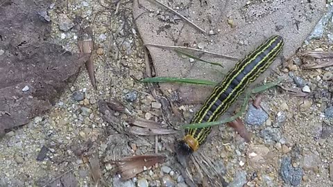 Yellow necked caterpillar