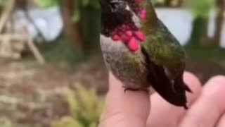 THE SURAKAV BIRD HOW IT CHANGES COLORS