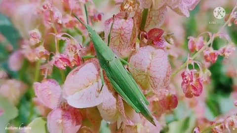 Baby grasshopper with his mother। Grasshopper