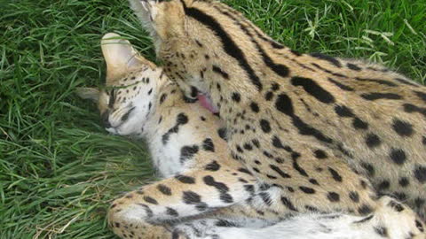 Wild African cats show some love to each other