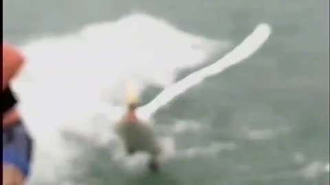 This swan was fed up with human skateboarding in his lake and was shocked by the sight.