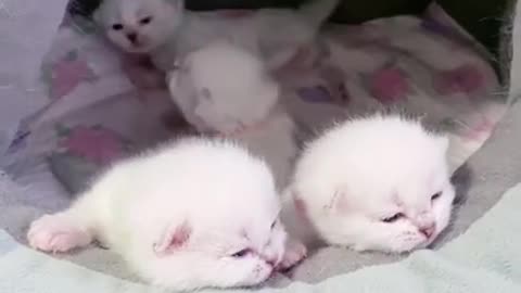 Cute Cats tutorial & Meowing Meow Kittens & Funny Meow Cat #Shorts #catmeow #cattoye