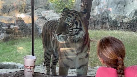 Tiger at the Zoo