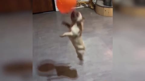 DOG vs BALLOONS - Adorable Dogs Love Playing With Balloon