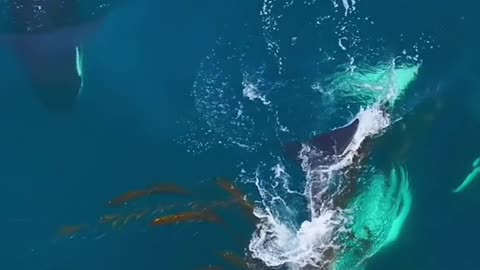 Listen to the sounds of these Danger Dolphins as they swim through some kelp!