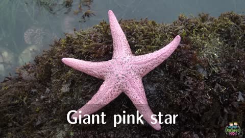 How to recognize starfish in English.
