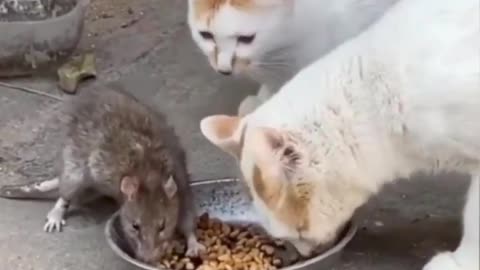 The cat is friends with the rat