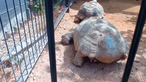 HUGE FAT TORTOISE TRYING TO ESCAPE AFTER TORTOISE STEALS HIS FOOD SPIKE GOES CRAZY-5
