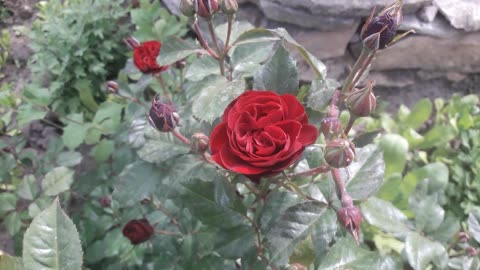 Burgundy rose for you friends