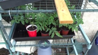 Transplanted Tomato Suckers