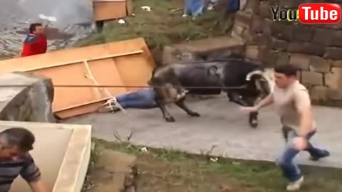 Try not to laugh- Funny videos, bull fight compilation, crazy bull festival,