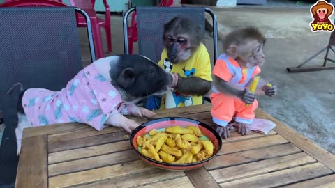 YoYo JR takes monkey YiYi and piglet go to eat