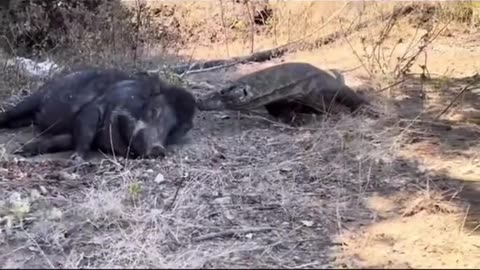 The wild boar is paralyzed from the dragon's venom