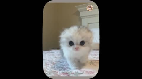 Cute little cat 😺 animals 2023 - Part 6