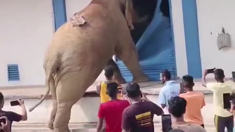 Hungry wild Elephant