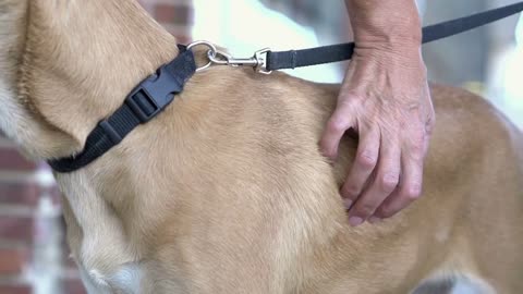 Woman petting dog in slow motion