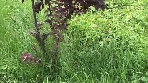 purple tree surrounded by green plants