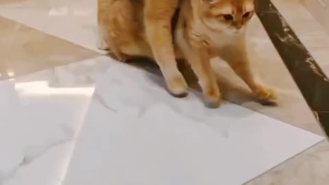 Cat fiting cat 😺