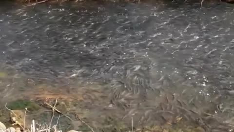 There are a lot of fish in this river, why no one took it