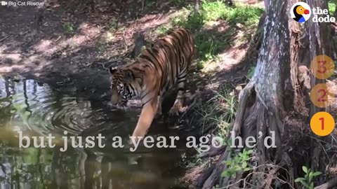 Circus Big Cats Rescue: These Big Cats Are Finally Safe | The Dodo