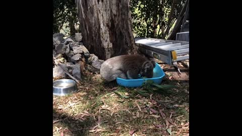 Koala Takes A Bath