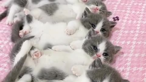 Cute, cat lovers