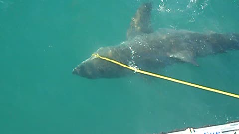 Huge shark slams into cage