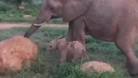 Elephant Butt Scratch