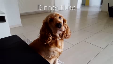 Cocker Spaniel - Lunch time!