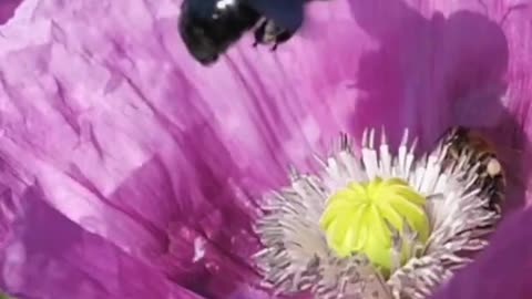 Bee 🐝 funny fall in Poppy Flowers