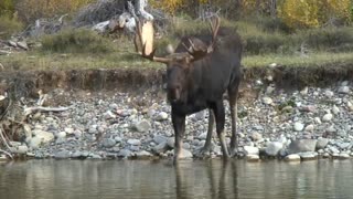 Huge Moose Gets A Drink From The River