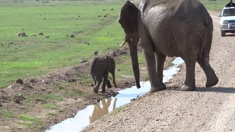 Too cute. This baby elephant is trying to cross the stream