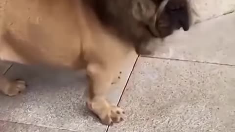 Dog Funny video