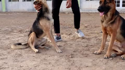 All About German Shepherd_ Purebreed vs Mixed breed _ ORIGIN of its LIFE