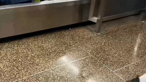 Baggage Claim Spills Block of Frozen Chicken