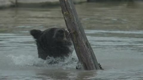 brown bears