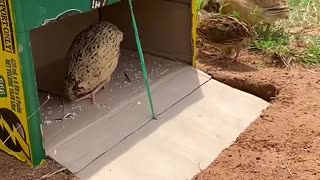 amazing creative quail trap using cardboard box shorts diycreative