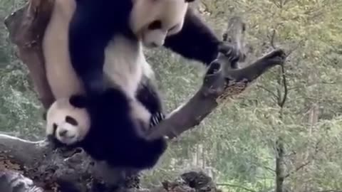 Panda Cutiest Animal