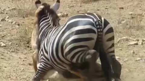 Lion sudden attack on zebra