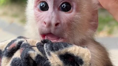 Cutest little baby monkey