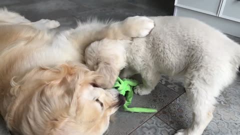 Puppy Plays with Golden Retriever