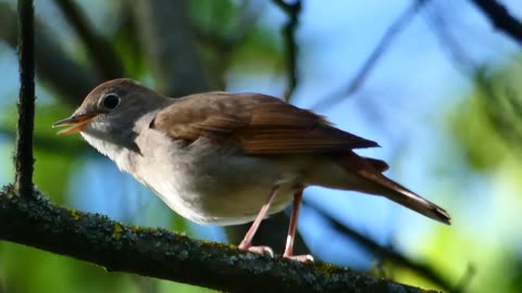 sparrow Bird charming